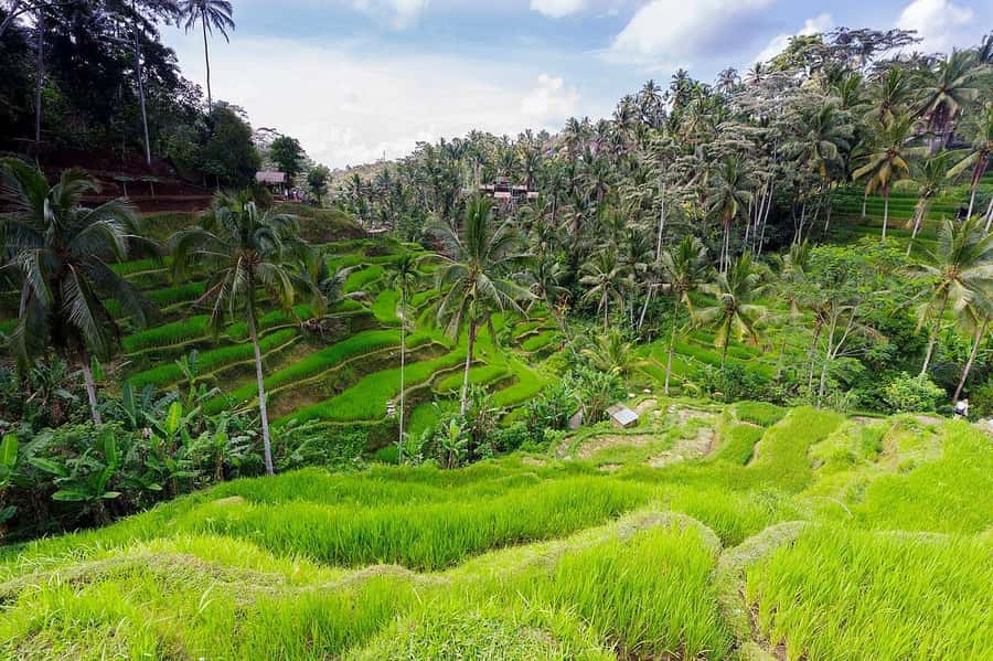 Central Bali: Ubud Village, Rice Terrace, and Kintamani Tour - Penelokan and the Mount Batur lunch stop