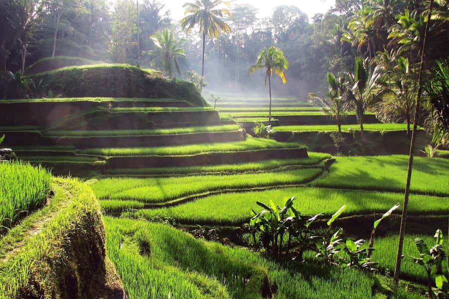Central Bali: Ubud Village, Rice Terrace, and Kintamani Tour - Tegallalang’s rice fields and optional thrills