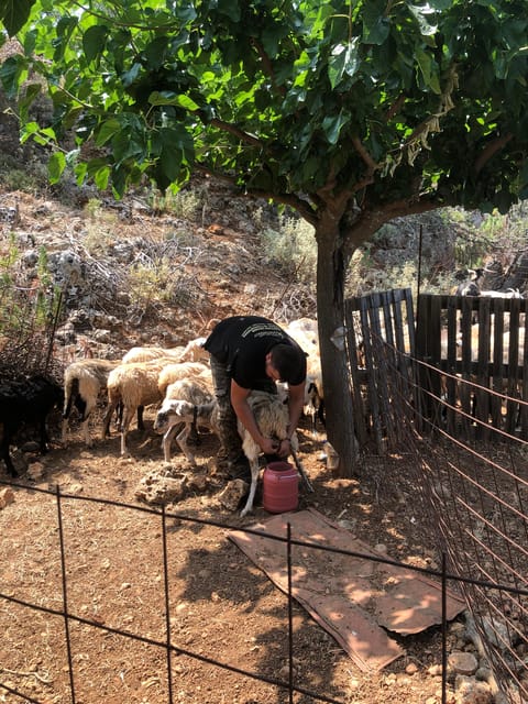 Chania Area: Cooking Class at a Farm in Stylos Village - Gathering Ingredients in the Garden