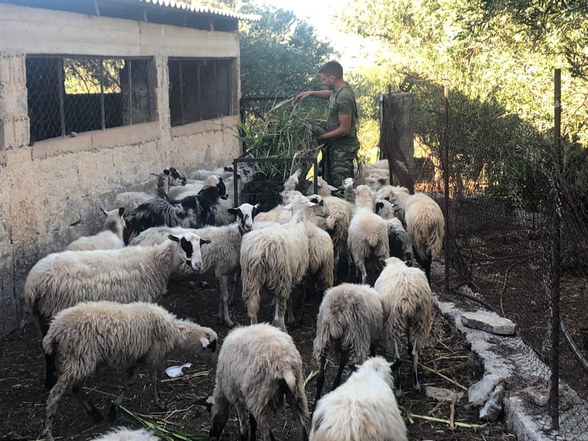 Chania Area: Cooking Class at a Farm in Stylos Village - Who Will Enjoy This Class Most