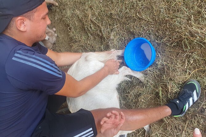 Chania Area: Cooking Class at a Farm in Stylos Village (organic) - From Veggera to a Cretan farm kitchen