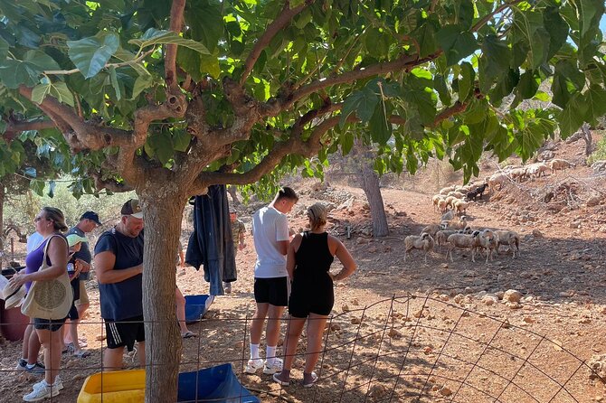 Chania Area: Cooking Class at a Farm in Stylos Village (organic) - Practical details that affect your day