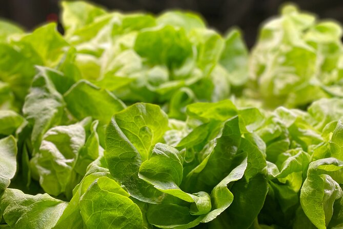 Charleston Farm-to-Table Food Tour and Chef's Challenge - What the price of $190 really covers