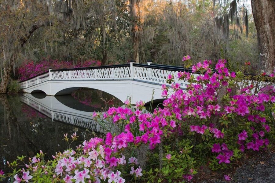 Charleston: Historic City Tour & Magnolia Plantation Combo - Who will enjoy this outing most?