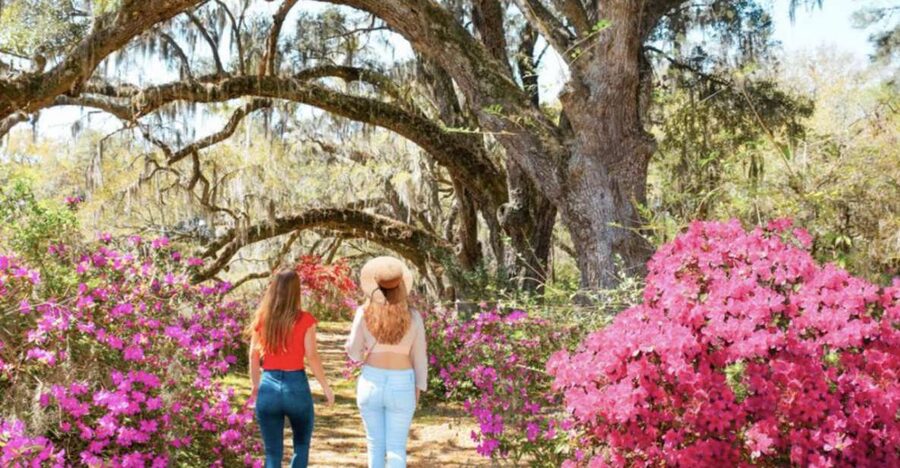 Charleston: Historic City Tour & Magnolia Plantation Combo - The 30-minute Audubon Swamp nature tram