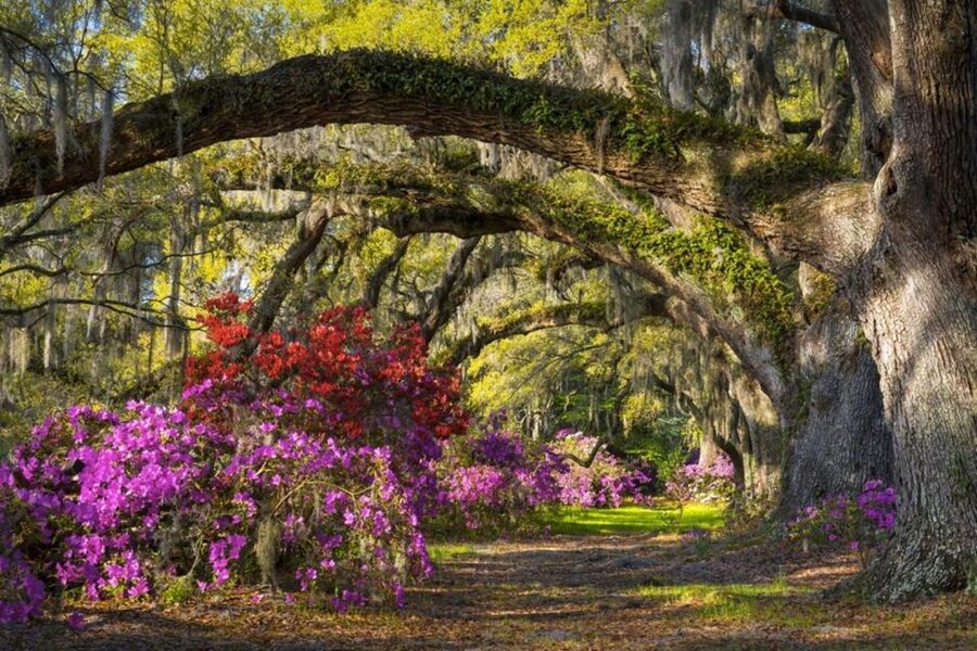 Charleston: Historic City Tour & Magnolia Plantation Combo - The main scheduling issue: two tour sections