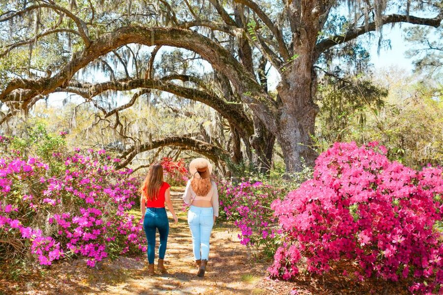 Charleston: Magnolia Plantation Entry & Tour with Transport - The gardens: beautiful, but do not rush them