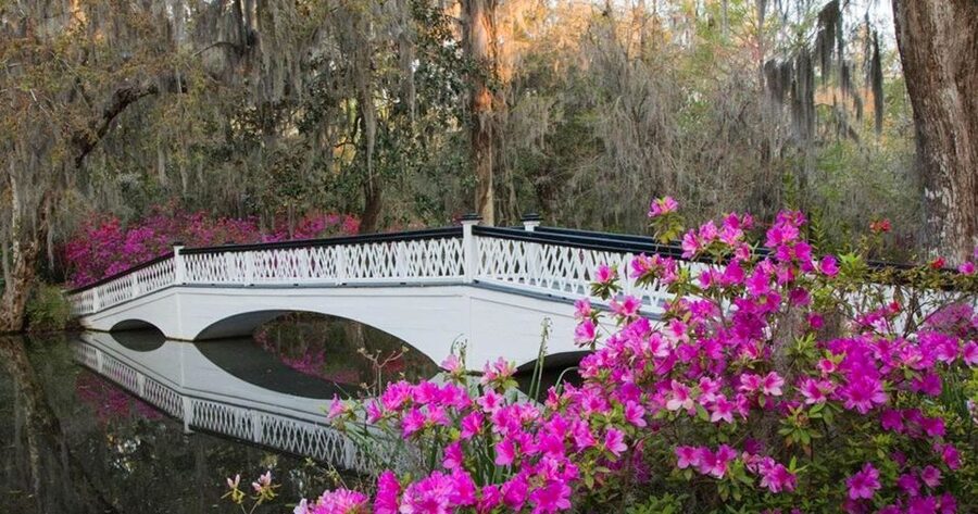 Charleston: Magnolia Plantation Entry & Tour with Transport - The nature tram through Audubon Swamp Gardens