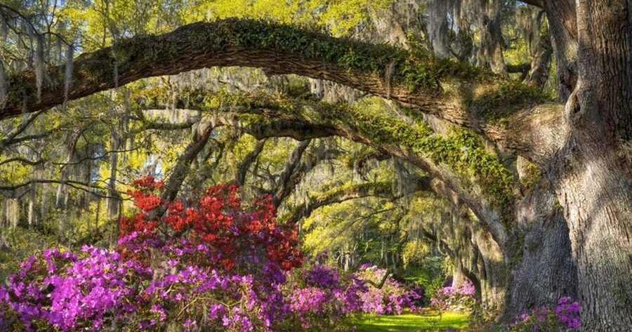 Charleston: Magnolia Plantation Entry & Tour with Transport - Wildlife Center, small attractions, and lunch