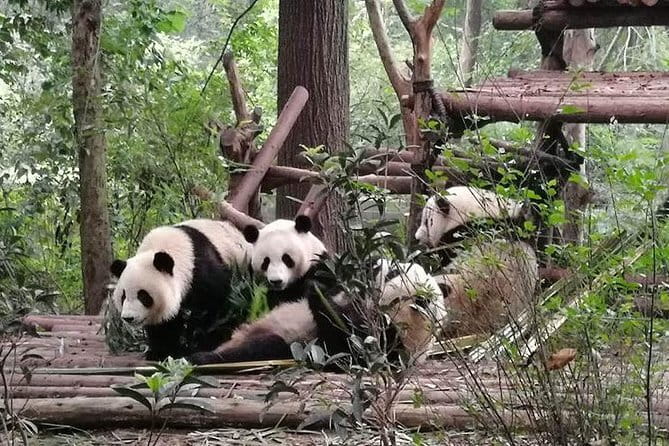Chengdu Dujiangyan Leshan Buddha Tea Plantation and Sichuan Cooking 3 Days - Key points at a glance