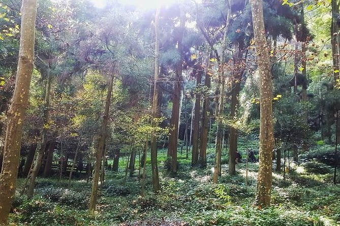 Chengdu Dujiangyan Leshan Buddha Tea Plantation and Sichuan Cooking 3 Days - Why this Chengdu trip feels different