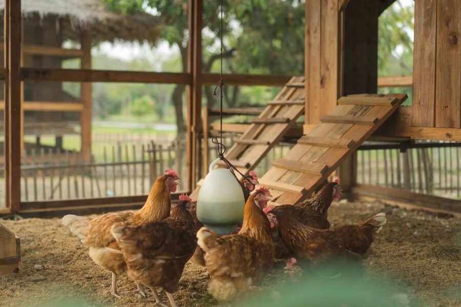 Chiang Mai: Authentic Cooking Class with Market & Farm Visit - Dietary needs and family suitability