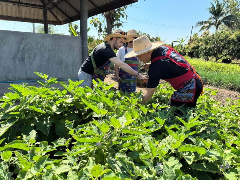 Chiang Mai : Cook in Farm, Market tour & Go by a Local Train - Picking herbs and greens from the organic garden