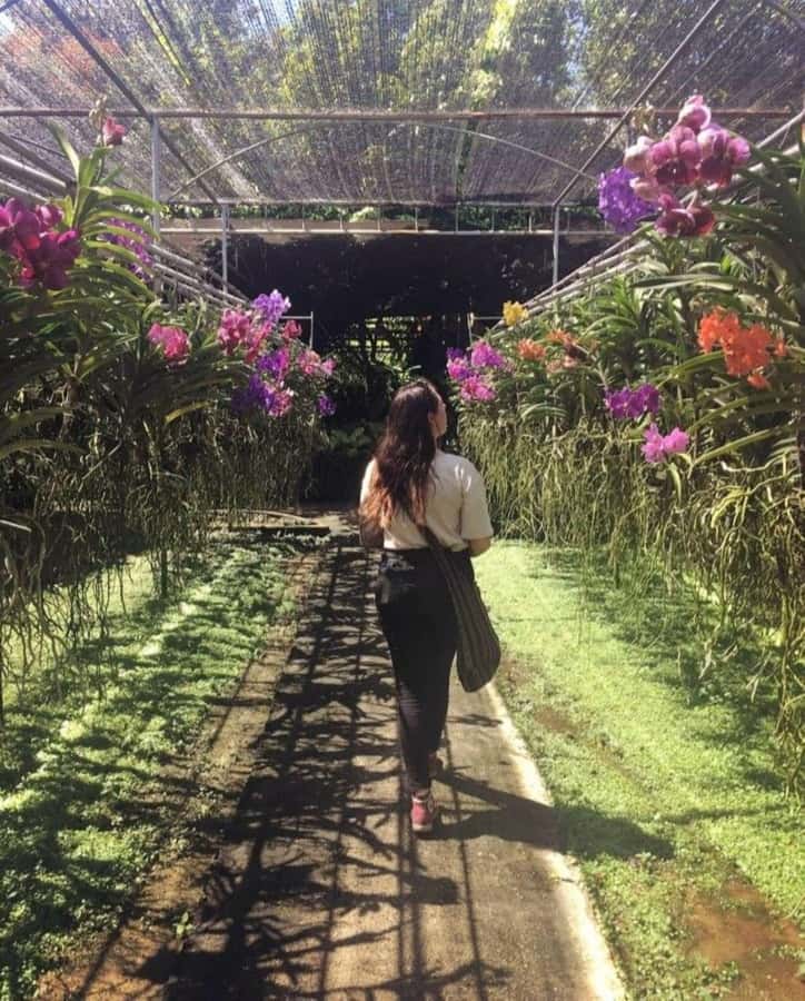 Chiang Mai: Doi Suthep, Orchid Farm and Waterfall with Lunch - Climbing Bua Thong Sticky Waterfall