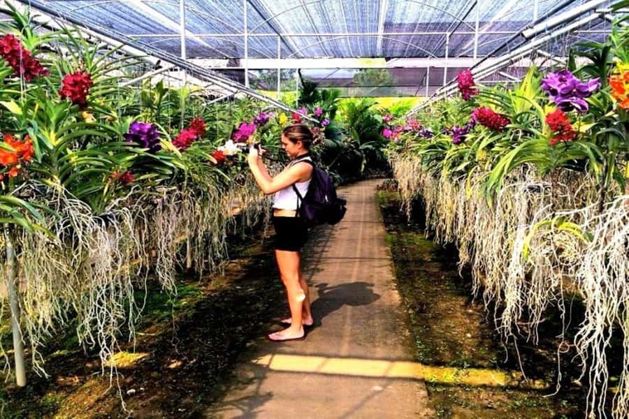 Chiang Mai: Doi Suthep, Orchid Farm and Waterfall with Lunch - What the $152 group price really covers