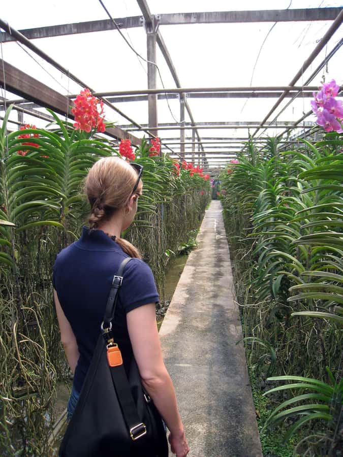 Chiang Mai: Doi Suthep, Orchid Farm and Waterfall with Lunch - Pickup, timing, and what to pack