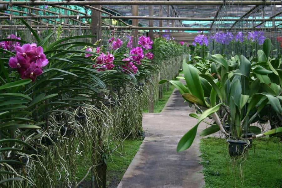 Chiang Mai: Doi Suthep, Orchid Farm and Waterfall with Lunch - Who should book this tour