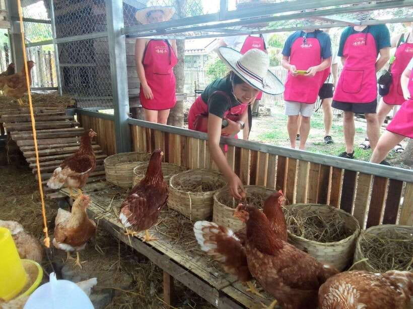 Chiang Mai: Half Day Cooking Class at Organic Farm - Start at a Chiang Mai market