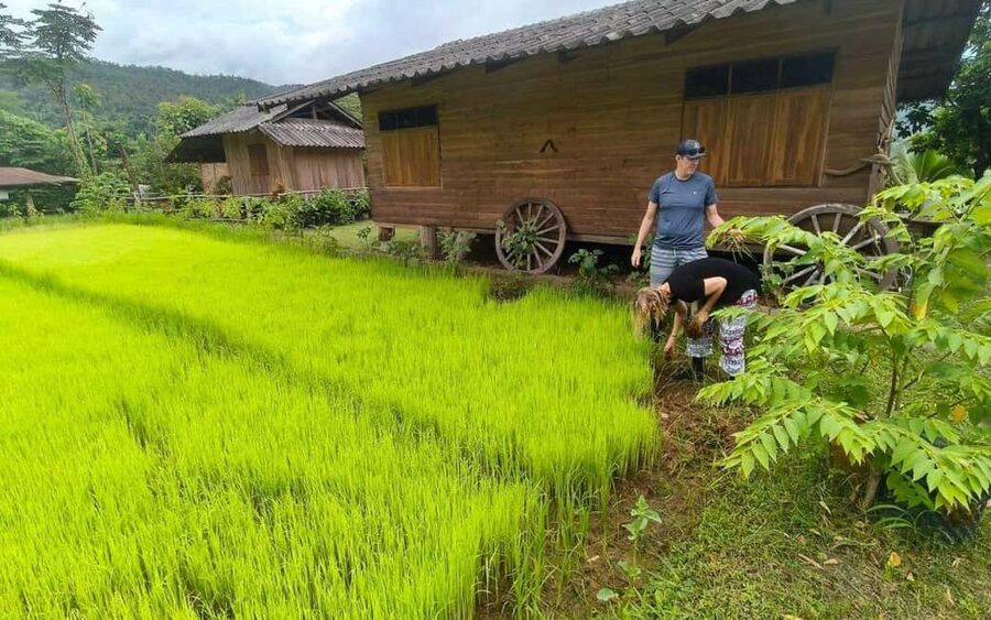 Chiang Mai: Half-Day Rice Farming Experience - Why this four-hour experience feels different