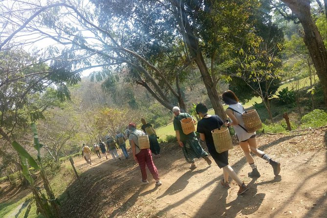 Chiang Mai Private Tour with Tea Plantation, Karen Village, Doi Suthep - What this eight-hour Chiang Mai outing actually covers