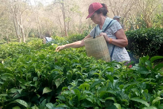 Chiang Mai Private Tour with Tea Plantation, Karen Village, Doi Suthep - Starting at the Karen community