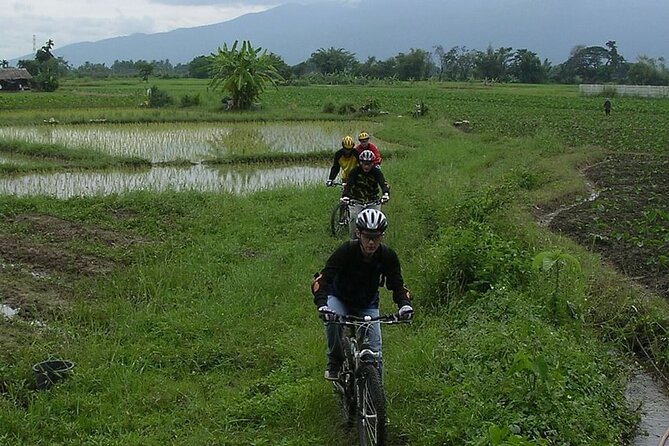 Chiang Mai Rice Fields Biking Tour - Is $56.79 a fair price?