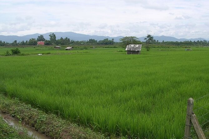Chiang Mai Rice Fields Biking Tour - Who should book this Chiang Mai bike tour?
