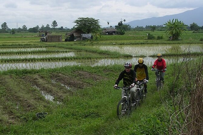 Chiang Mai Rice Fields Biking Tour - Small villages and a closer look at Lanna life