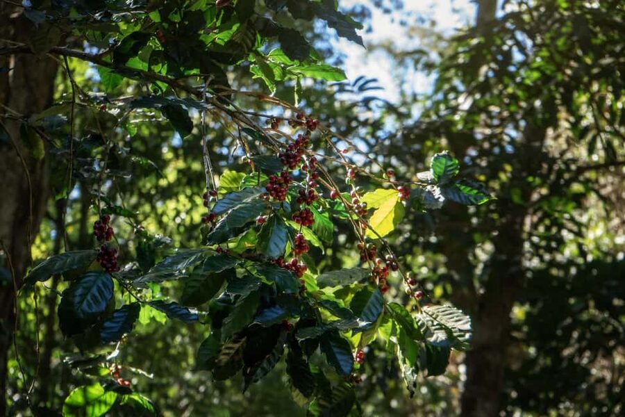 Chiang Mai : Thep Sadet & Coffee Plantation Full Day Hiking - Climbing toward the 1,800-meter summit
