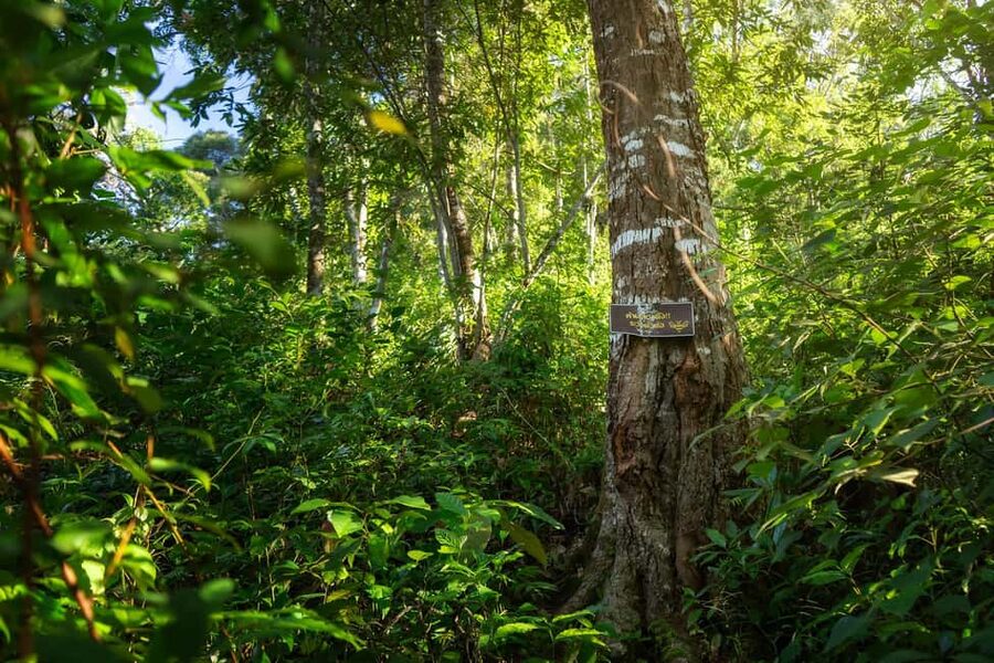 Chiang Mai : Thep Sadet & Coffee Plantation Full Day Hiking - The downhill route brings waterfalls and coffee gardens