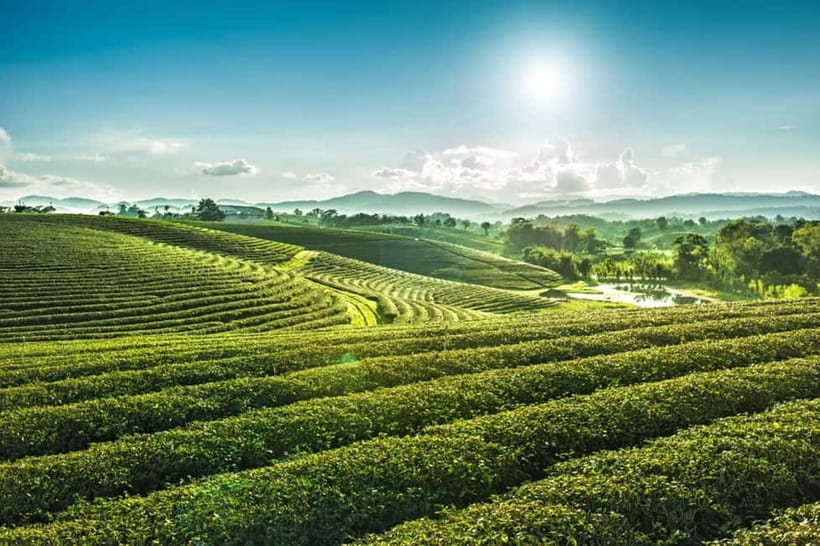 Chiang Rai: 7 Major Sites, Golden Triangle & Tea Plantation - Blue Temple, a sharper and more playful mood