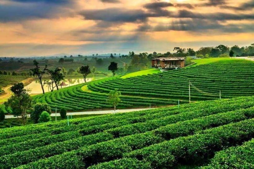 Chiang Rai: 7 Major Sites, Golden Triangle & Tea Plantation - Lunch, minibus comfort and the long road