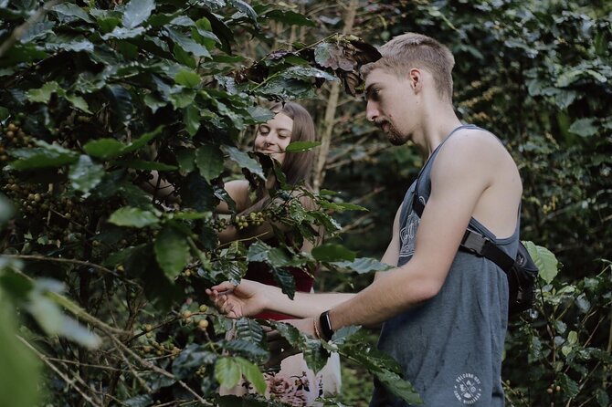 Chiangmai Coffee Farm Tour - Coffee Flower Tea Sets the Tone