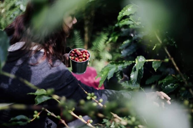 Chiangmai Coffee Farm Tour - Brewing the Coffee You Roasted
