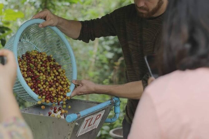 Chiangmai Coffee Farm Tour - What the $58.41 Price Covers