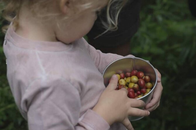 Chiangmai Coffee Farm Tour - Who Will Enjoy This Farm Day Most
