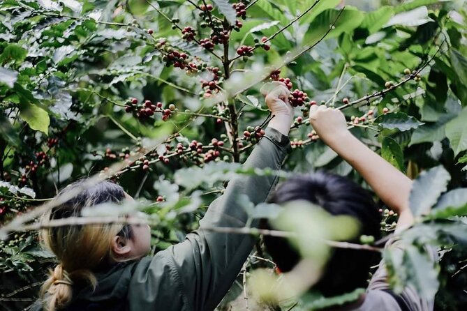 Chiangmai Coffee Farm Tour - From Fresh Cherry to Usable Coffee