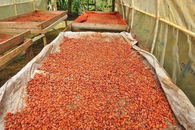 Chocolate and Coffee Tour Farm Don Jorge - Why the small group format adds value