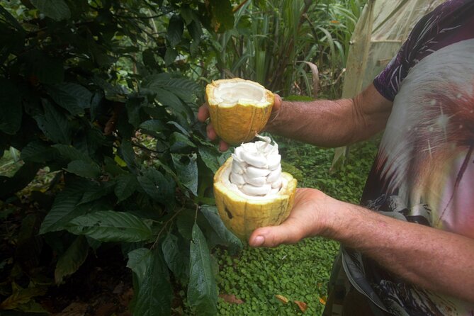 Chocolate and Farm Tour with local Tico family - Key points to know before you book
