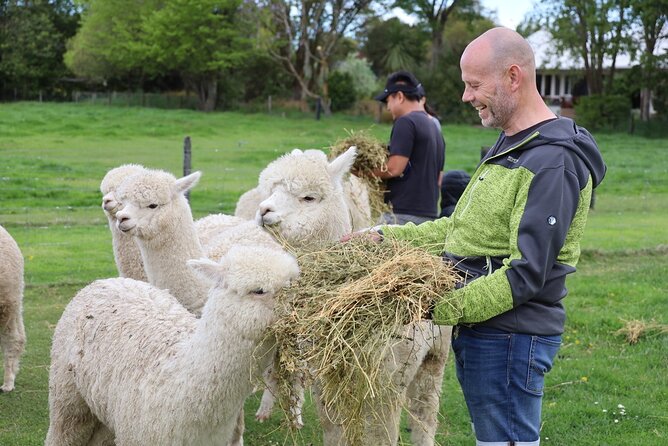 Christchurch Alpaca Farm Tour From Kaiapoi - Key points at a glance