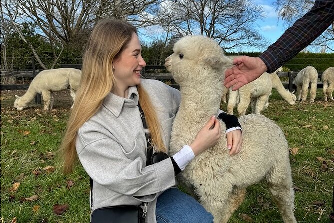 Christchurch Alpaca Farm Tour From Kaiapoi - Meeting the alpacas in Clarkville