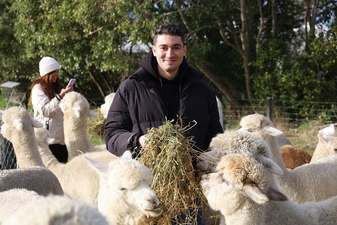 Christchurch Alpaca Farm Tour From Kaiapoi - Feeding, touching, and photographing the animals