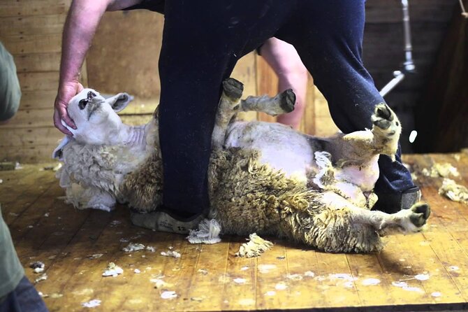 Christchurch Sheep Farm Visit - Sheep dogs and the flock