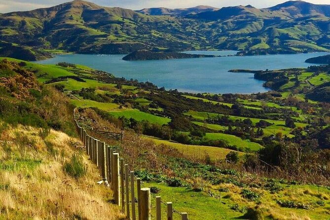 Christchurch Sheep Farm Visit - Tea with a country welcome