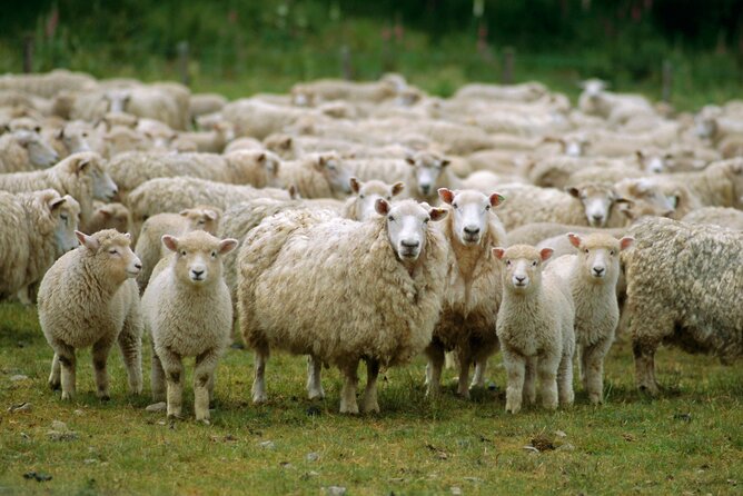 Christchurch Sheep Farm Visit - Pickup from Christchurch hotels