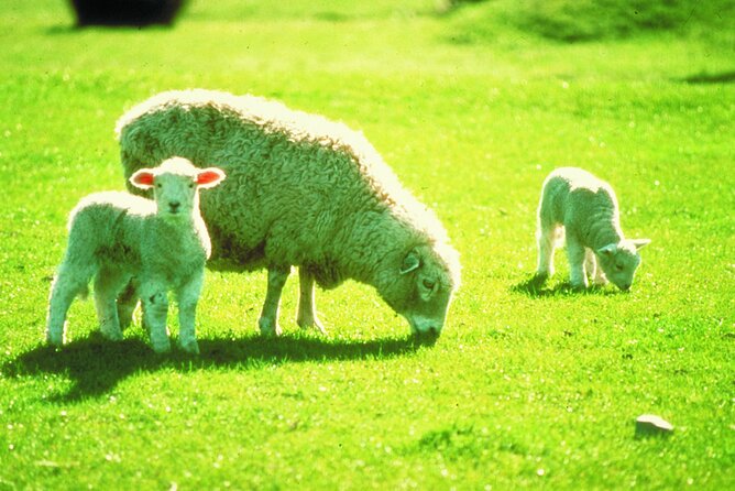 Christchurch Sheep Farm Visit - Who will enjoy this most?