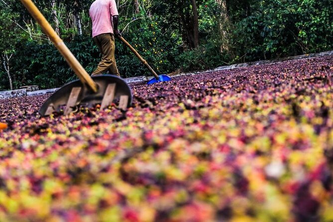 Classic Coorg Coffee Plantation experience - Why Coorg coffee grows under shade