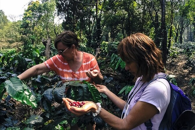 Classic Coorg Coffee Plantation experience - The home visit and coffee tasting