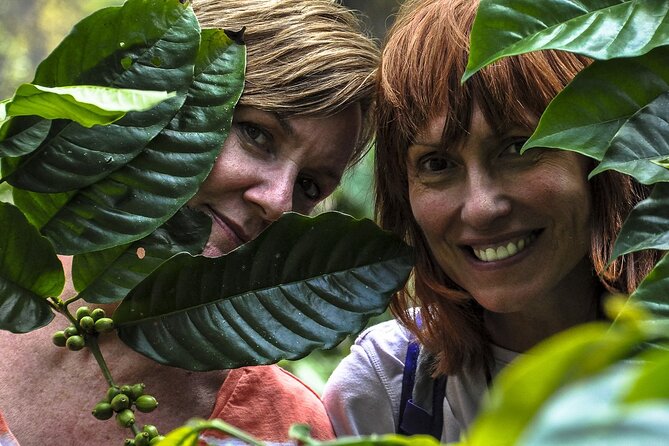 Classic Coorg Coffee Plantation experience - What the plantation walk is like