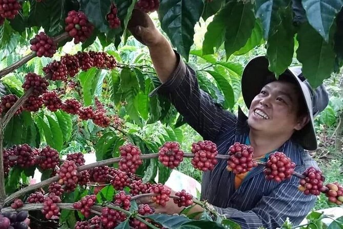 Coffee & Culture Experience _From Farm to Cup by Elon Farm - Coffee begins with the farm, not the café